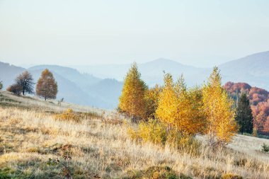 Sihirli vadideki ağaçların güneşli ışınlar içindeki görkemli görüntüsü. Muhteşem ve pitoresk bir sabah sahnesi. Kırmızı ve sarı yapraklar. Mekan Karpatlar, Sheshory Resort, Ukrayna, Avrupa. Güzellik dünyası.