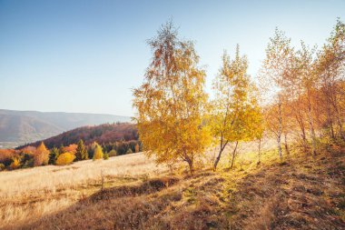 Sihirli vadideki ağaçların güneşli ışınlar içindeki görkemli görüntüsü. Muhteşem ve pitoresk bir sabah sahnesi. Kırmızı ve sarı yapraklar. Mekan Karpatlar, Sheshory Resort, Ukrayna, Avrupa. Güzellik dünyası.