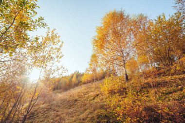 Sihirli vadideki ağaçların güneşli ışınlar içindeki görkemli görüntüsü. Muhteşem ve pitoresk bir sabah sahnesi. Kırmızı ve sarı yapraklar. Mekan Karpatlar, Sheshory Resort, Ukrayna, Avrupa. Güzellik dünyası.