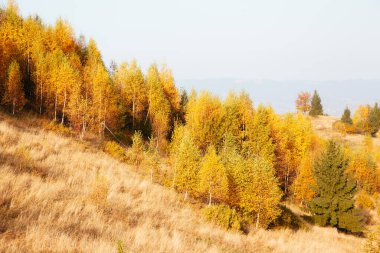 Sihirli vadideki ağaçların güneşli ışınlar içindeki görkemli görüntüsü. Muhteşem ve pitoresk bir sabah sahnesi. Kırmızı ve sarı yapraklar. Mekan Karpatlar, Sheshory Resort, Ukrayna, Avrupa. Güzellik dünyası.