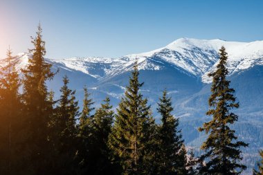 Güneş ışığındaki karlı tepelerin manzarası. Karpatya ulusal parkı Ukrayna, Avrupa. Mükemmel duvar kağıtları. Çevreyi keşfet. Toprağın güzelliğini keşfedin. Vahşi bölgenin harika bir resmi..