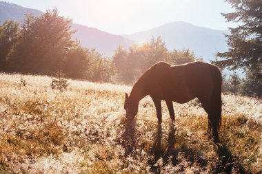 Güneş ışığındaki tarım arazisinin manzaralı görüntüsü. Karpatlar 'ın Ukrayna, Avrupa' daki ulusal parkı. Mükemmel duvar kağıtları. Çevreyi keşfet. Toprağın güzelliğini keşfedin. Vahşi bölgenin harika bir resmi..