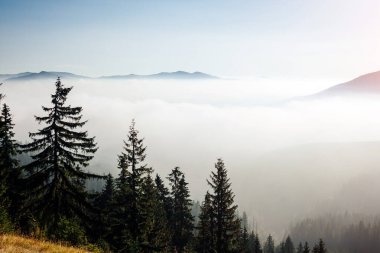 Güneşin altındaki sisli vadinin manzarası. Karpatlar 'ın Ukrayna, Avrupa' daki ulusal parkı. Mükemmel duvar kağıtları. Çevreyi keşfet. Toprağın güzelliğini keşfedin. Vahşi bölgenin harika bir resmi.