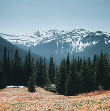 Vahşi doğanın manzaralı görüntüsü. Carpathian Ulusal Parkı, Ukrayna, Avrupa. Yaşam tarzı yürüyüş konsepti. Macera yaz tatilleri. Toprağın ve vahşi yaşamın güzelliğini keşfedin..