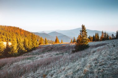 Vahşi doğanın manzaralı görüntüsü. Carpathian Ulusal Parkı, Ukrayna, Avrupa. Yaşam tarzı yürüyüş konsepti. Macera yaz tatilleri. Toprağın ve vahşi yaşamın güzelliğini keşfedin..