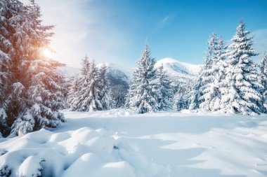 Güneş ışığıyla aydınlatılmış peri masalı ormanının manzaralı görüntüsü. Kayak merkezinde soğuk bir gün. Carpathian Ulusal Parkı, Ukrayna, Avrupa. Muhteşem turizm duvar kağıtları. Toprağın güzelliğini keşfedin. Mutlu yıllar.