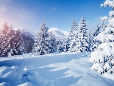 Güneş ışığıyla aydınlatılmış peri masalı ormanının manzaralı görüntüsü. Kayak merkezinde soğuk bir gün. Carpathian Ulusal Parkı, Ukrayna, Avrupa. Toprağın güzelliğini keşfedin. Yaratıcı tonlama etkisi. Mutlu yıllar.!