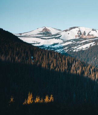 Vahşi doğanın manzaralı görüntüsü. Carpathian Ulusal Parkı, Ukrayna, Avrupa. Yaşam tarzı yürüyüş konsepti. Macera yaz tatilleri. Toprağın ve vahşi yaşamın güzelliğini keşfedin..