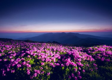 Sıcak ışıkta muhteşem Alp Vadisi. Carpathian Ulusal Parkı, Ukrayna, Avrupa. Vahşi bir bölgenin resmi. Botanik konseptin manzaralı görüntüsü. Mor tonlama etkisi. Toprağın güzelliğini keşfedin.