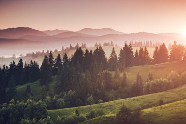 Sıcak ışıkta sisli Alp Vadisi. Carpathian Ulusal Parkı, Ukrayna, Avrupa. Kırsal bir bölgenin resmi. Çiftçilik kavramının manzaralı görüntüsü. Çevreyi keşfet. Toprağın güzelliğini keşfedin