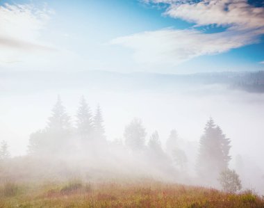 Vahşi doğanın manzaralı görüntüsü. Carpathian Ulusal Parkı, Ukrayna, Avrupa. Yaşam tarzı yürüyüş konsepti. Macera yaz tatilleri. Toprağın ve vahşi yaşamın güzelliğini keşfedin..