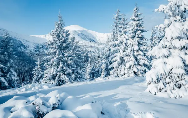 Güneş ışığıyla aydınlatılmış peri masalı ormanının manzaralı görüntüsü. Kayak merkezinde soğuk bir gün. Carpathian Ulusal Parkı, Ukrayna, Avrupa. Muhteşem turizm duvar kağıtları. Toprağın güzelliğini keşfedin. Mutlu yıllar.