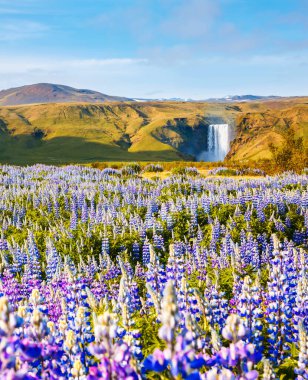 Muhteşem güneşli bir gün ve tarlada çiçek açan bir lupin. Skogafoss Şelalesi, Skoga Nehri, İzlanda, Avrupa. Güzel doğa manzarasının manzarası. Toprağın güzelliğini keşfedin.