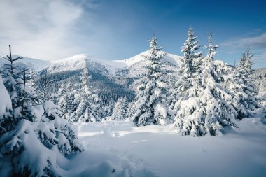Güneş ışığıyla parlayan çiçeklerin sihirli görüntüsü. Soğuk bir gün ve muhteşem bir kış manzarası. Ukrayna, Avrupa 'daki Karpatlar Milli Parkı' nda. Alpler kayak merkezi. Mavi tonlama. Mutlu yıllar! Güzellik dünyası.