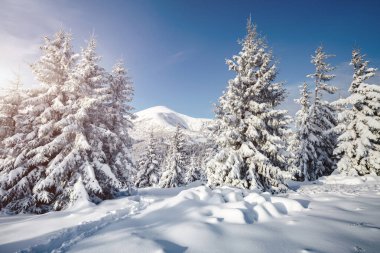 Güneş ışığıyla parlayan çiçeklerin sihirli görüntüsü. Soğuk bir gün, muhteşem bir kış manzarası. Ukrayna, Avrupa 'daki Karpatlar Milli Parkı' nda. İklim değişikliği. Güzel duvar kağıdı. Mutlu yıllar! Güzellik dünyası.