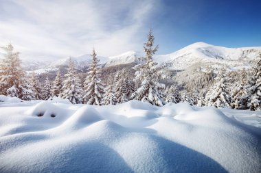 Güneş ışığıyla parlayan çiçeklerin sihirli görüntüsü. Soğuk bir gün ve muhteşem bir kış manzarası. Ukrayna, Avrupa 'daki Karpatlar Milli Parkı' nda. Alpler kayak merkezi. Mavi tonlama. Mutlu yıllar! Güzellik dünyası.
