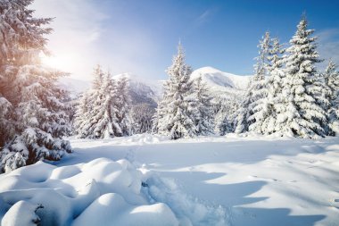 Güneş ışığıyla parlayan çiçeklerin sihirli görüntüsü. Soğuk bir gün, muhteşem bir kış manzarası. Ukrayna, Avrupa 'daki Karpatlar Milli Parkı' nda. İklim değişikliği. Güzel duvar kağıdı. Mutlu yıllar! Güzellik dünyası.
