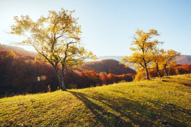 Güneşli kirişlerdeki parlak ağaçların çarpıcı görüntüsü. Muhteşem bir gün ve canlı bir sahne. Kırmızı ve sarı yapraklar. Mekan Karpatlar, Ukrayna, Avrupa. Sıcak bir ton. Dünyanın güzelliğini keşfedin.
