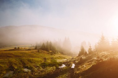 Güneşin altındaki sisli vadinin manzarası. Karpatlar 'ın Ukrayna, Avrupa' daki ulusal parkı. Mükemmel duvar kağıtları. Çevreyi keşfet. Toprağın güzelliğini keşfedin. Vahşi bölgenin harika bir resmi.