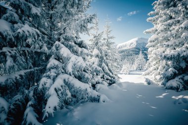 Donmuş köknar ağaçlarının manzarası. Kayak merkezinde soğuk bir gün. Karpatlar 'ın yeri, Ukrayna Avrupa. Vahşi bölgenin harika bir resmi. Toprağın güzelliğini keşfedin. Yaşam tarzı yürüyüş konsepti. Mutlu yıllar.!