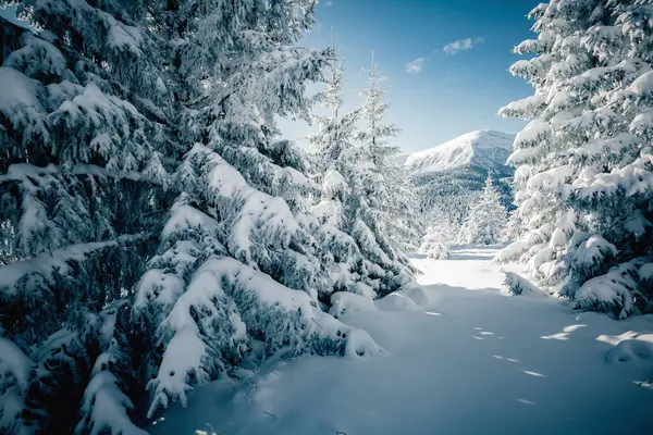 Donmuş köknar ağaçlarının manzarası. Kayak merkezinde soğuk bir gün. Karpatlar 'ın yeri, Ukrayna Avrupa. Vahşi bölgenin harika bir resmi. Toprağın güzelliğini keşfedin. Yaşam tarzı yürüyüş konsepti. Mutlu yıllar.!
