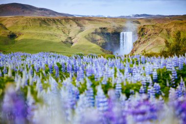 Güneşli bir günde canlı lup çiçeklerinin güzel manzarası. Mevki, Skogafoss Şelalesi, Skoga, İzlanda Avrupa. İnanılmaz doğa manzarasının harika bir görüntüsü. Bahar sahnesi. Toprağın güzelliğini keşfedin.
