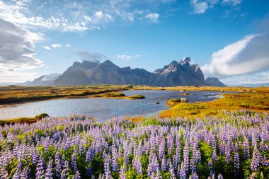 Güneşli bir günde mükemmel lupin çiçeklerinin güzel manzarası. Stoksnes Burnu, Vestrahorn (Batman Dağı), İzlanda, Avrupa. İnanılmaz doğa manzarasının harika bir görüntüsü. Toprağın güzelliğini keşfedin.