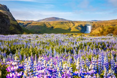 İnanılmaz güneşli bir gün ve tarlada çiçek açan bir lupin. Skogafoss Şelalesi, Skoga Nehri, İzlanda, Avrupa. Güzel doğa manzarasının manzarası. Toprağın güzelliğini keşfedin