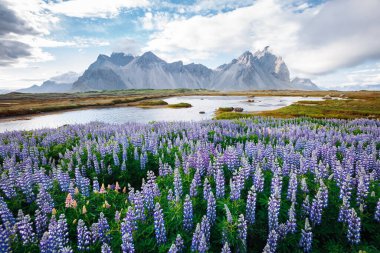 Güneşli bir günde mükemmel lupin çiçeklerinin güzel manzarası. Stoksnes Burnu, Vestrahorn (Batman Dağı), İzlanda, Avrupa. İnanılmaz doğa manzarasının harika bir görüntüsü. Toprağın güzelliğini keşfedin.