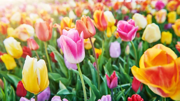 Gebied Van Kleurrijke Bloeiende Tulpen Holland Bloemkwekerij — Stockfoto
