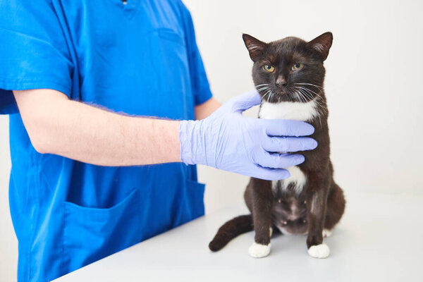 Pet care in veterinary clinic. Veterinarian Examining cat