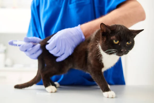 Φροντίδα Ζώων Κτηνιατρική Κλινική Κτηνίατρος Εξετάζοντας Γάτα — Φωτογραφία Αρχείου