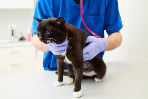 Tierarzt Mit Stethoskop Tierklinik Tierpflege Der Tierklinik Tierarzt Untersucht Katze Stockfoto