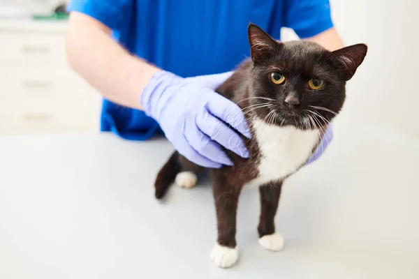 Tierpflege Der Tierklinik Tierarzt Untersucht Katze Stockfoto