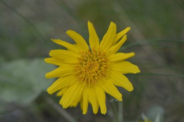 Bulanık arkaplanı olan tek Balsamroot çiçeği