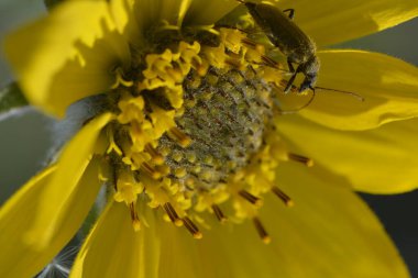 Bulanık arkaplanı olan tek Balsamroot çiçeği
