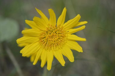 Bulanık arkaplanı olan tek Balsamroot çiçeği