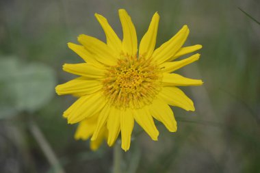 Bulanık arkaplanı olan tek Balsamroot çiçeği
