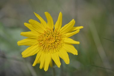 Bulanık arkaplanı olan tek Balsamroot çiçeği