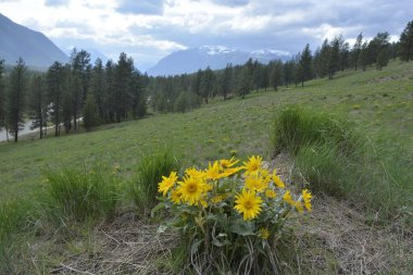 Arka planda dağlar ve bulutlu gökyüzü olan Balsamroot grubu