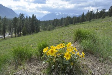 Arka planda dağlar ve bulutlu gökyüzü olan Balsamroot grubu