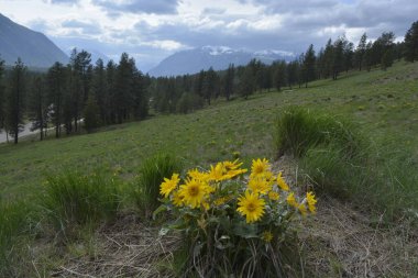 Arka planda dağlar ve bulutlu gökyüzü olan Balsamroot grubu