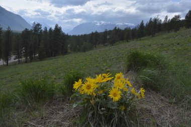 Arka planda dağlar ve bulutlu gökyüzü olan Balsamroot grubu