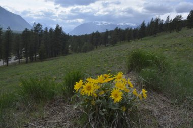 Arka planda dağlar ve bulutlu gökyüzü olan Balsamroot grubu