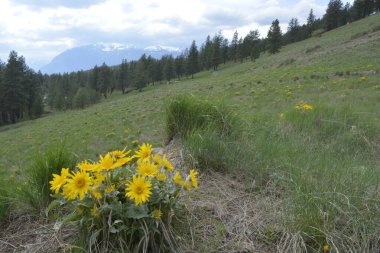 Arka planda dağlar ve bulutlu gökyüzü olan Balsamroot grubu