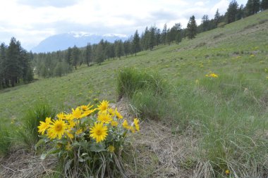 Arka planda dağlar ve bulutlu gökyüzü olan Balsamroot grubu