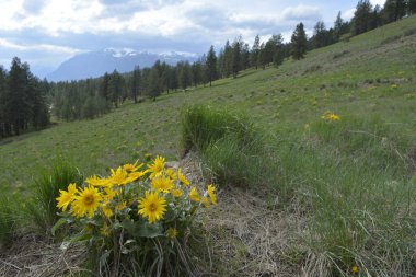 Arka planda dağlar ve bulutlu gökyüzü olan Balsamroot grubu
