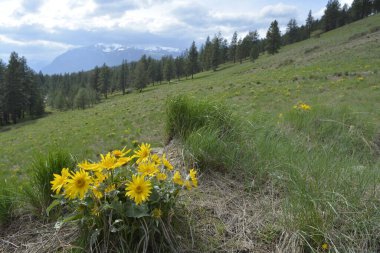 Arka planda dağlar ve bulutlu gökyüzü olan Balsamroot grubu
