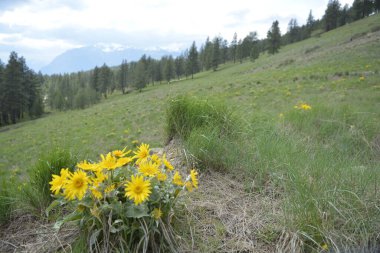Arka planda dağlar ve bulutlu gökyüzü olan Balsamroot grubu