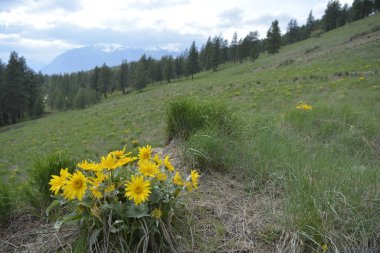 Arka planda dağlar ve bulutlu gökyüzü olan Balsamroot grubu